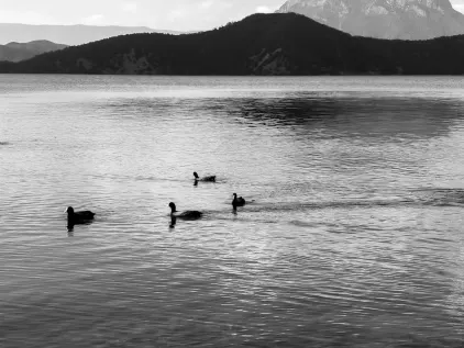 Kasyno Midas Aplikacja mobilna